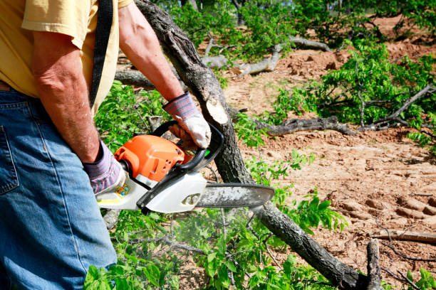  Skyline Ganipa, NM Tree Services Pros